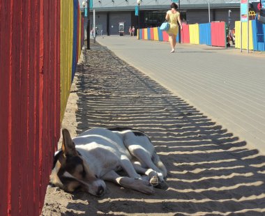 Köpeğin öğle uyku