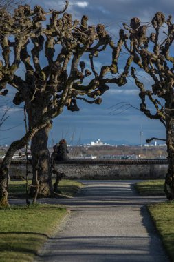 Münih şehrine bakan ağaçlarla dolu bir yol.