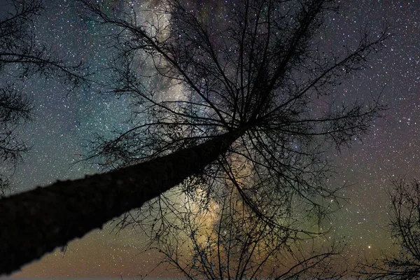 Blick Auf Den Sternenhimmel Unter Einem Baum — Stockfoto