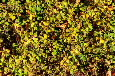 Clover arka planda kalıyor. Temel tasarım şablonu