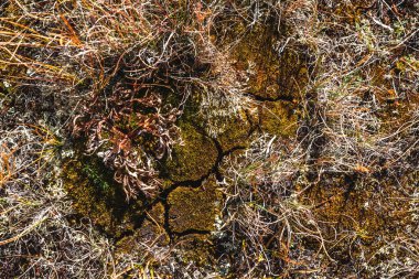Clover arka planda kalıyor. Temel tasarım şablonu