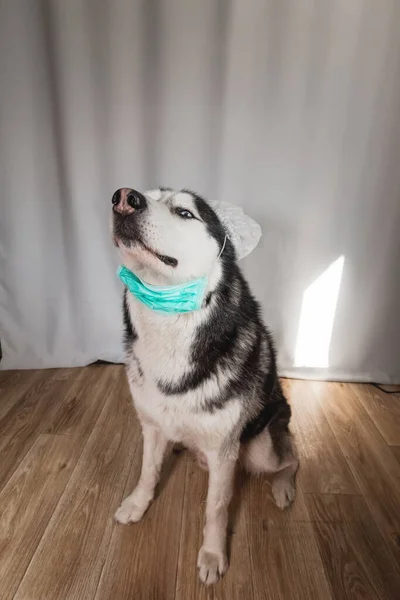 Husky breed dog sits at home in a protective mask. Concept of pet allergy or prevention of coronavirus pandemic — Stock Photo, Image