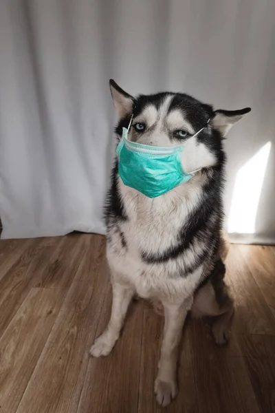 Husky raça cão senta-se em casa em uma máscara protetora. Conceito de alergia a animais de estimação ou prevenção de pandemia de coronavírus — Fotografia de Stock