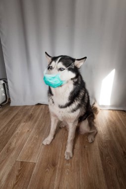 Husky cins köpeği koruyucu bir maskeyle evde oturuyor. Hayvan alerjisi ya da koronavirüs salgınının önlenmesi kavramı