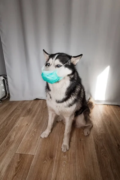 Husky cins köpeği koruyucu bir maskeyle evde oturuyor. Hayvan alerjisi ya da koronavirüs salgınının önlenmesi kavramı
