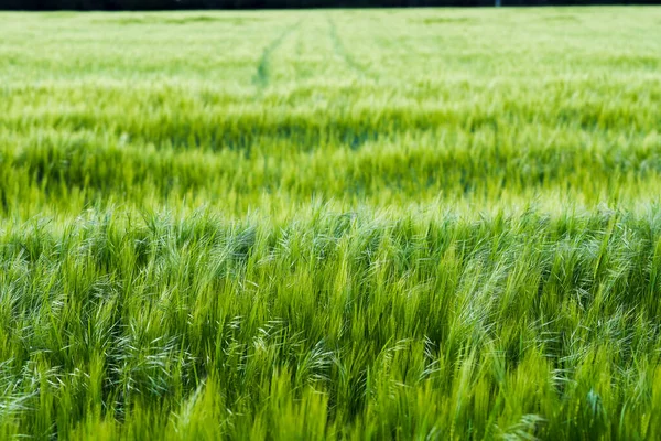 Colorful green field of ripening barley. The concept of farming and agriculture — Stock Image Colorful green field of ripening barley. The concept of farming and agriculture Stock Image