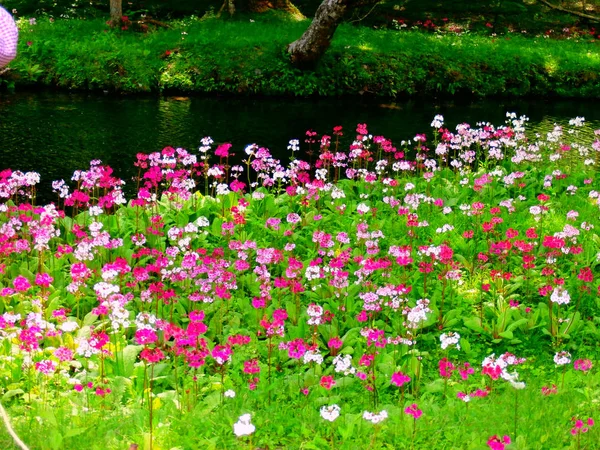 Campo de crisantemo con río y fondo verde —  Fotos de Stock