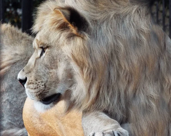 Leão do Atlas de close-up — Fotografia de Stock