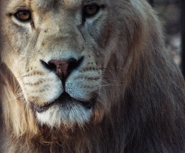 Γκρο πλαν Atlas λιοντάρι — Φωτογραφία Αρχείου