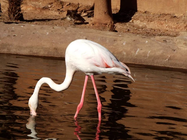 Der rosa Flamingo — Stockfoto