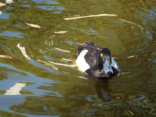 Black duck