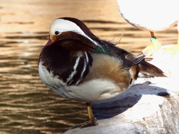 O pato mandarina — Fotografia de Stock