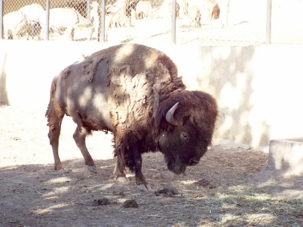 Amerikan Buffalo