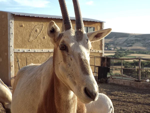 Addax Hayvanat Bahçesi