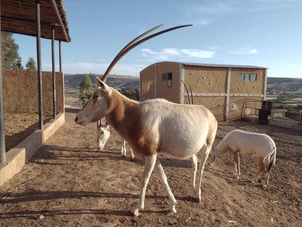 Addax Hayvanat Bahçesi