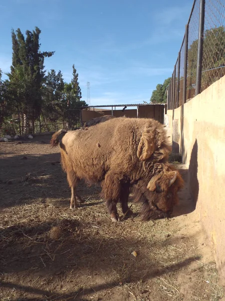 Amerikan Buffalo 