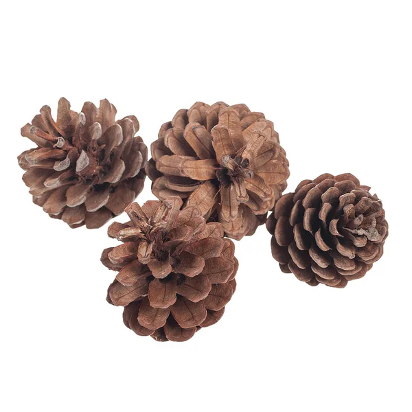 Set Pine Cones White Background — Stock Photo, Image