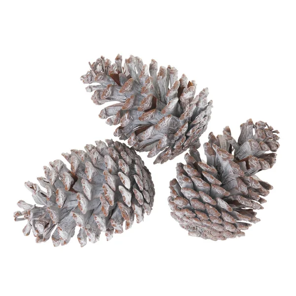 Set Pine Cones White Background — Stock Photo, Image