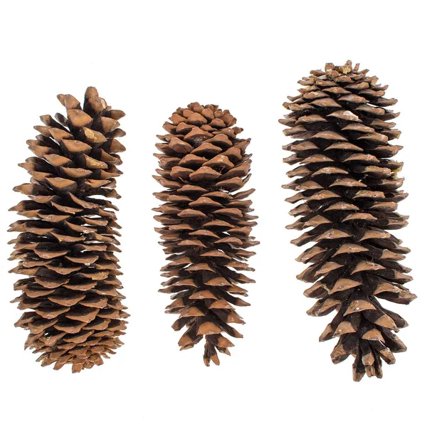 Set Fir Cones White Background Royalty Free Stock Images