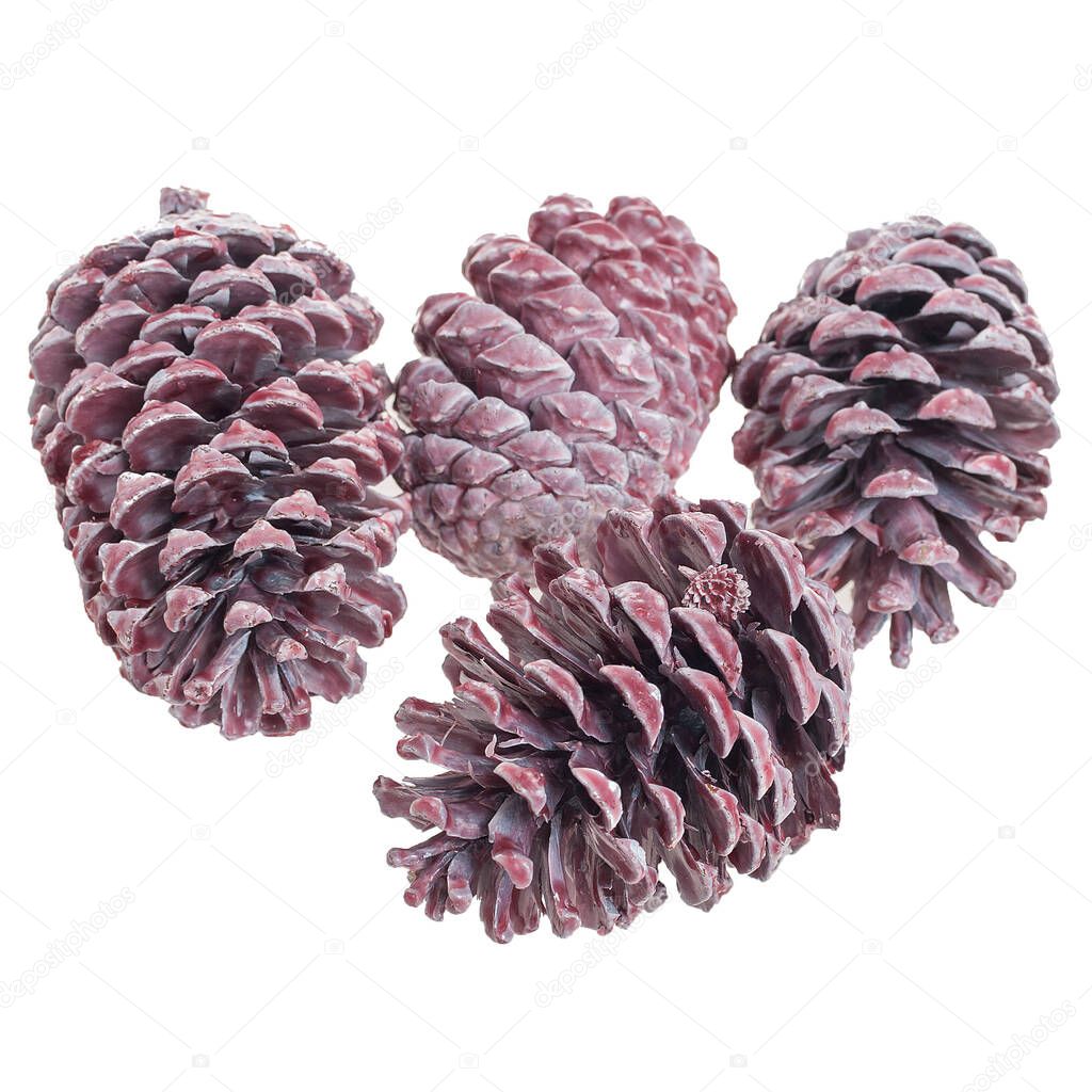set of pine cones on a white background