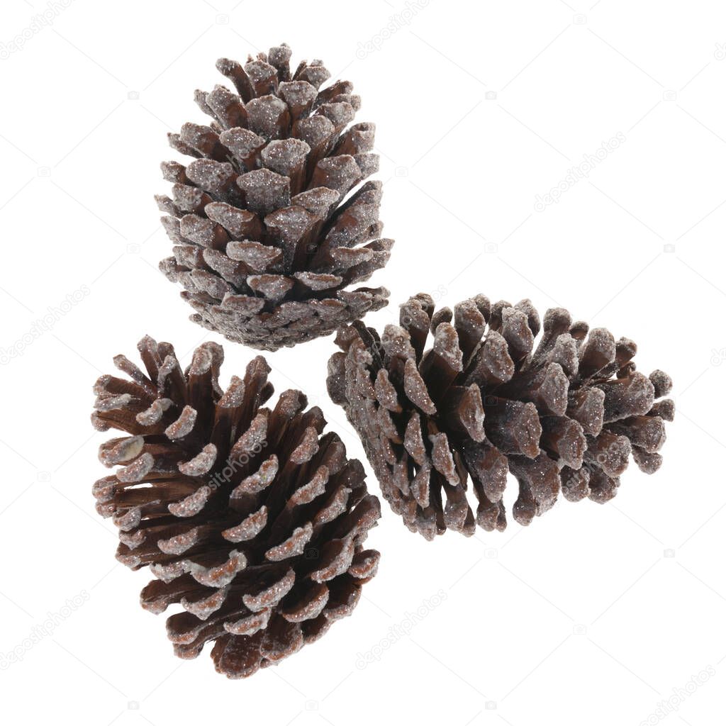 set of pine cones on a white background