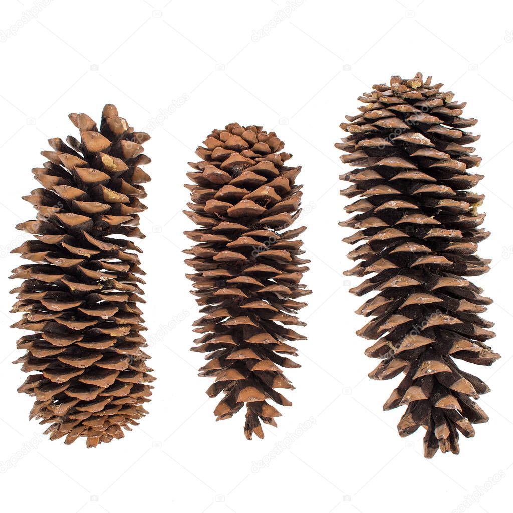 set of fir cones on a white background