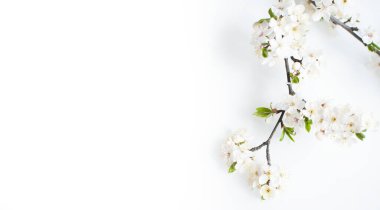 Çiçek açan ağaç. Elma çiçeği, daldaki elma ağacı çiçekleri. Beyaz arkaplan