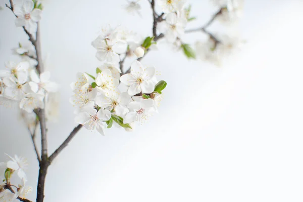 Virágzó Almavirág Almafa Virágok Egy Ágon Fehér Háttér — Stock Fotó
