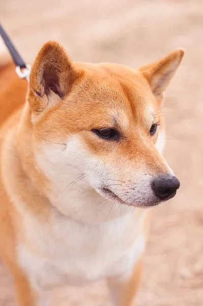 Shiba Inu Red Dog Stands Grass — Stock Photo, Image