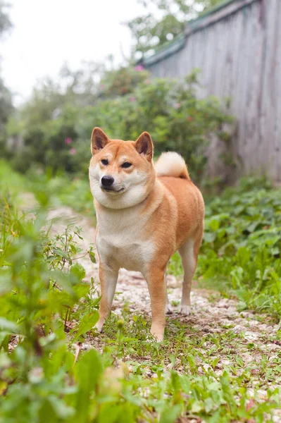 Shiba Inu Red Dog Stands Grass — Stock Photo, Image