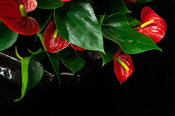 Siyah arka planda güzel kırmızı çiçekler anthurium. yerleşim çiçekleri ile siyah arkaplan