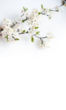 Çiçek açan ağaç. Elma çiçeği, dal üzerinde elma ağacı çiçeği.