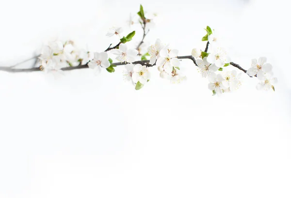 Blühender Baum. Apfelblüte, Apfelbaumblüten auf einem Zweig. — Stockfoto