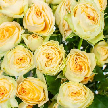 Bir buket sarı gül. Yakın çekim, üst görünüm