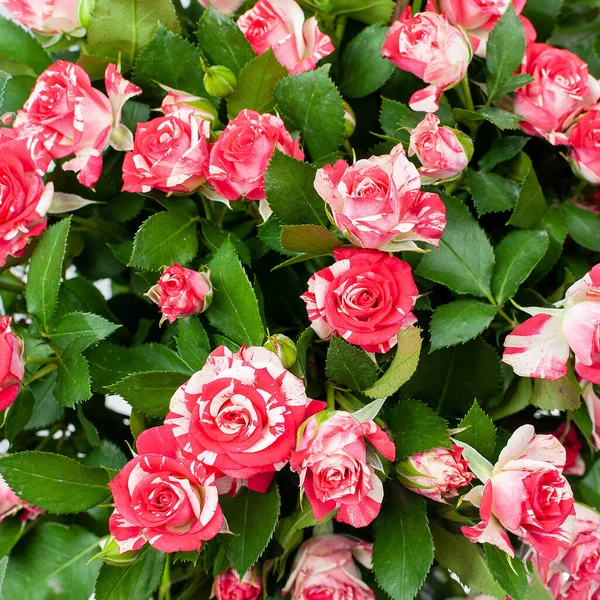 Strauß Roter Rosen Nahaufnahme Draufsicht — Stockfoto