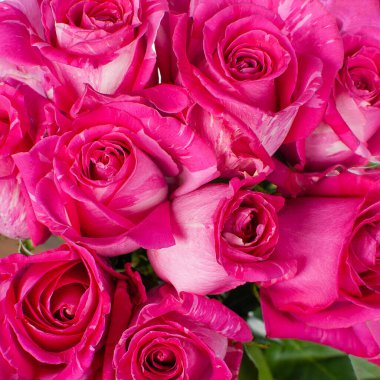 Bir buket pembe gül. Yakın çekim, üst görünüm