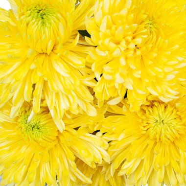 Bir buket sarı kasımpatı. Yakın çekim, üst görünüm