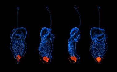 3D render insan sindirim sisteminin üretra kırmızı renkli