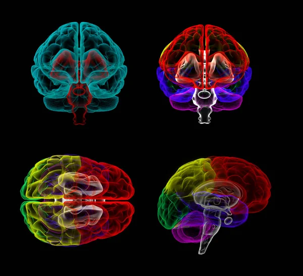 Beynin 3 boyutlu görüntülemesi — Stok fotoğraf