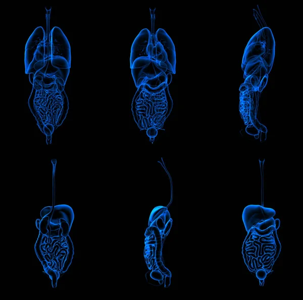 3d representación ilustración del sistema digestivo y respiratorio —  Fotos de Stock