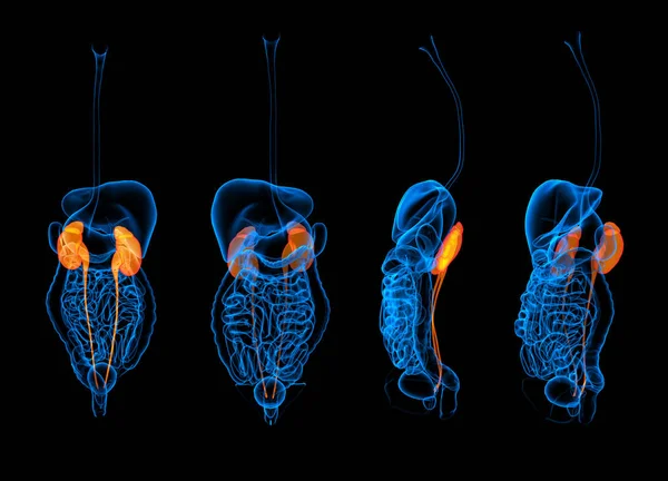 3d renderizado sistema digestivo humano riñón rojo — Foto de Stock