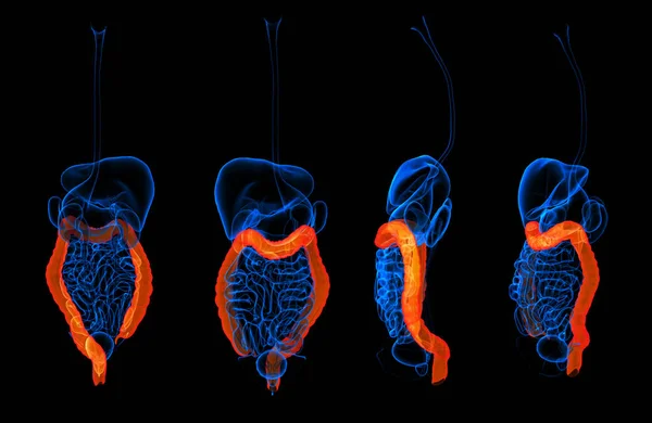 3d representación del sistema digestivo humano intestino grueso de color rojo — Foto de Stock