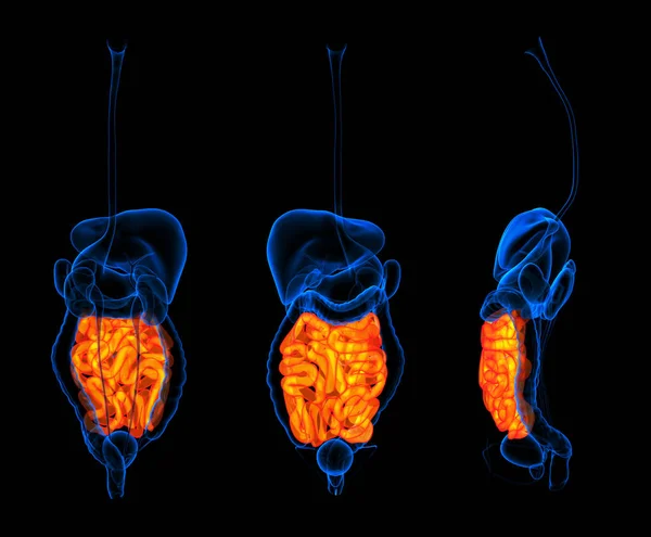3d превращение пищеварительной системы человека тонкой кишки красного цвета — стоковое фото