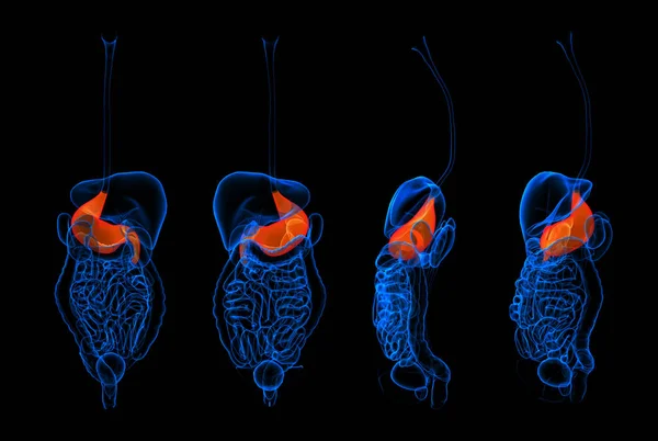 3d renderizado sistema digestivo humano estómago de color rojo — Foto de Stock