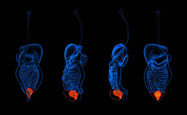 Barevné 3D vykreslování lidský trávicí systém močové trubice červená — Stock fotografie