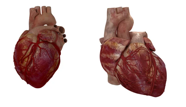 3d hecho ilustración médica de un corazón humano — Foto de Stock