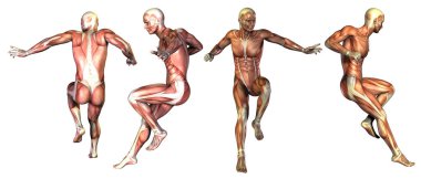 kas tıbbi illüstrasyon