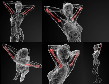 pazı kemiği kemik 3D render çizimi 