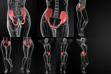 Leğen kemiğin 3D render illüstrasyon 