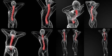 Vertebral sütunun 3D render illüstrasyon